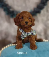 Atticus , a male Cavapoo for sale in Cadott, WI – 6 of 9