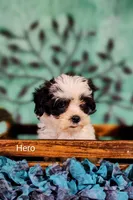 Hero, a male Cavapoo and Shih Tzu for sale in Cadott, WI – 4 of 10