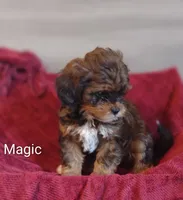 Magic , a male Shihpoo for sale in Cadott, WI – 4 of 10