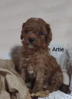 Artie , a male Cavapoo for sale in Cadott, WI – 10 of 10