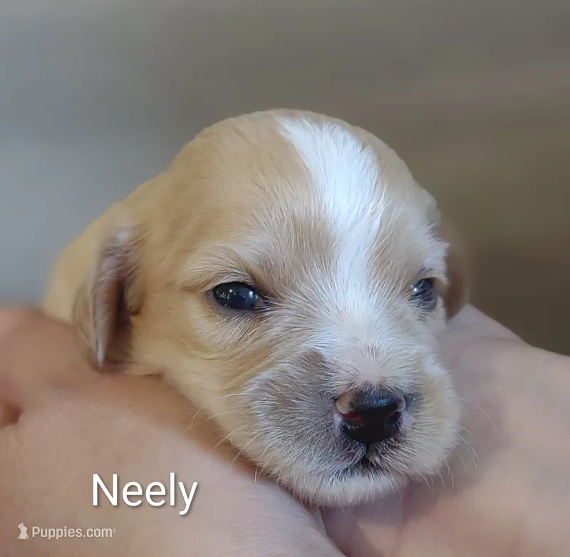 Neely  – Cavachon puppy for sale in Cadott, WI