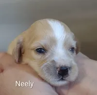 Neely , a male Cavachon for sale in Cadott, WI – 1 of 5