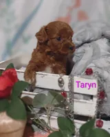 Taryn , a female Cavapoo for sale in Cadott, WI – 6 of 8