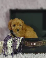 Tula, a female Cavapoo for sale in Cadott, WI – 7 of 10