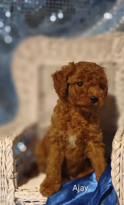Ajay – Cavapoo puppy for sale in Cadott, WI