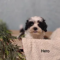Hero, a male Cavapoo and Shih Tzu for sale in Cadott, WI – 7 of 10