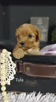 Tula, a female Cavapoo for sale in Cadott, WI – 3 of 10