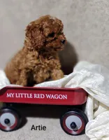 Artie , a male Cavapoo for sale in Cadott, WI – 5 of 10