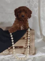 Anchor , a male Cavapoo for sale in Cadott, WI – 4 of 10
