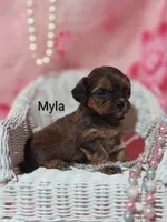 Myla, a female Shihpoo for sale in Cadott, WI – 1 of 10