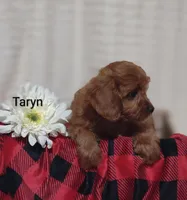 Taryn , a female Cavapoo for sale in Cadott, WI – 4 of 10