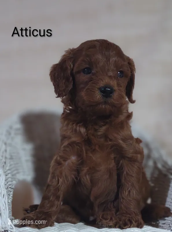 Atticus  – Cavapoo puppy for sale in Cadott, WI