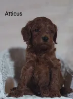 Atticus , a male Cavapoo for sale in Cadott, WI – 1 of 9
