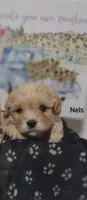 Nels, a male Cavachon for sale in Cadott, WI – 3 of 6