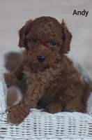Andy, a male Cavapoo for sale in Cadott, WI – 6 of 10