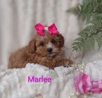 Marlee , a female Shihpoo for sale in Cadott, WI – 9 of 10