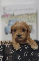 Malcolm , a male Shihpoo for sale in Cadott, WI – 6 of 9