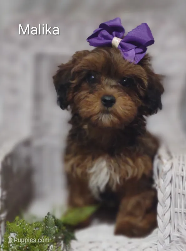 Myla – Shihpoo puppy for sale in Cadott, WI