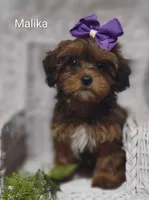 Myla, a female Shihpoo for sale in Cadott, WI – 9 of 10