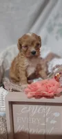 Tilly , a female Cavapoo for sale in Cadott, WI – 8 of 10
