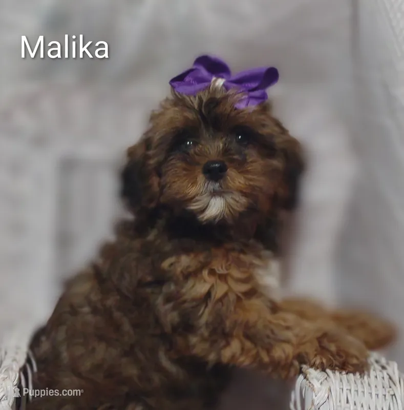 Malika  – Shihpoo puppy for sale in Cadott, WI