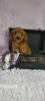 Taryn , a female Cavapoo for sale in Cadott, WI – 9 of 10