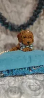 Aslan , a male Cavapoo for sale in Cadott, WI – 10 of 10