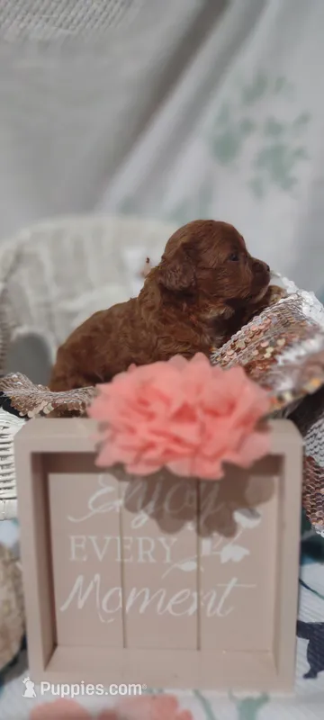 Tessa – Cavapoo puppy for sale in Cadott, WI