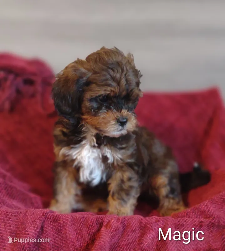 Magic  – Shihpoo puppy for sale in Cadott, WI