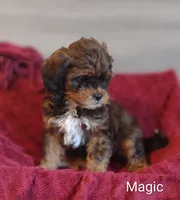 Magic , a male Shihpoo for sale in Cadott, WI – 2 of 10