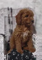 Alec, a male Cavapoo for sale in Cadott, WI – 2 of 10