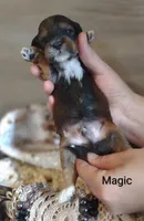 Magic , a male Shihpoo for sale in Cadott, WI – 8 of 9