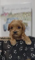 Malcolm , a male Shihpoo for sale in Cadott, WI – 9 of 9