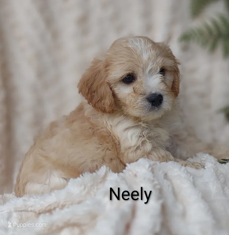 Neely  – Cavachon puppy for sale in Cadott, WI