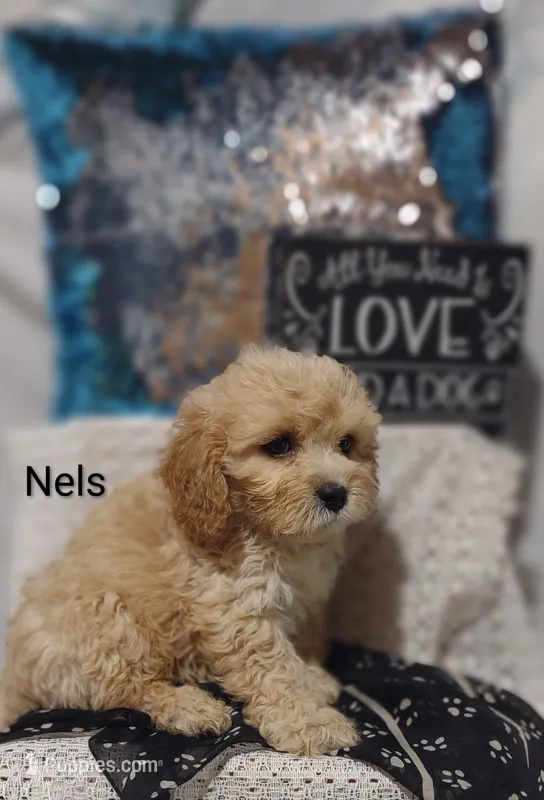 Nels – Cavachon puppy for sale in Cadott, WI