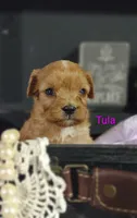 Tula, a female Cavapoo for sale in Cadott, WI – 4 of 10