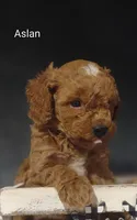 Aslan , a male Cavapoo for sale in Cadott, WI – 10 of 10