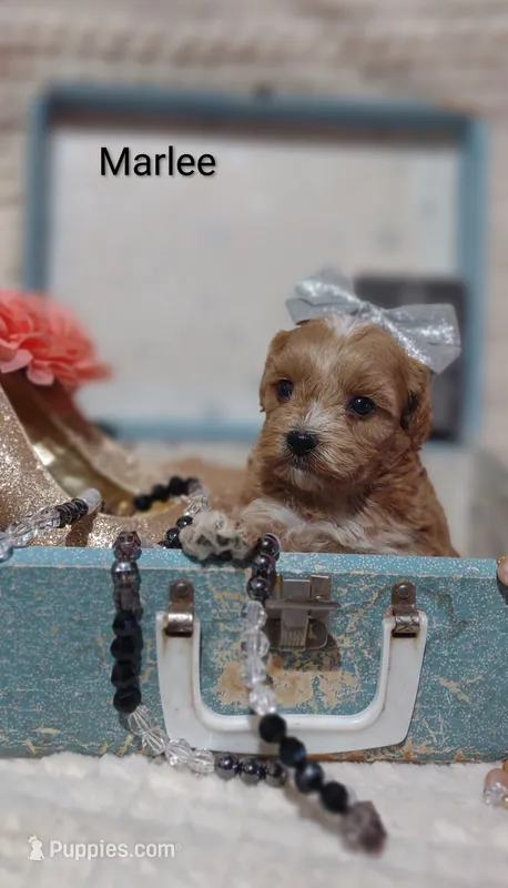 Marlee  – Shihpoo puppy for sale in Cadott, WI