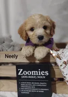 Neely , a male Cavachon for sale in Cadott, WI – 2 of 10