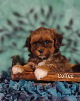 Coffee , a male Shih Tzu for sale in Cadott, WI – 5 of 10
