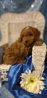 Aslan , a male Cavapoo for sale in Cadott, WI – 5 of 10