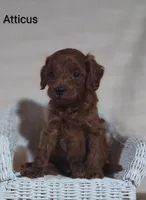 Atticus , a male Cavapoo for sale in Cadott, WI – 7 of 9