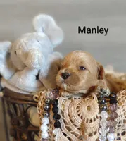 Manley , a male Shihpoo for sale in Cadott, WI – 4 of 8
