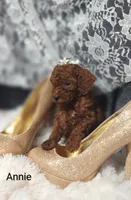 Annie , a male Cavapoo for sale in Cadott, WI – 7 of 10