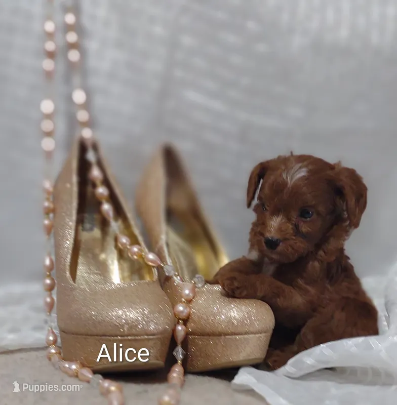 Alice  – Cavapoo puppy for sale in Cadott, WI