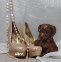 Alice , a female Cavapoo for sale in Cadott, WI – Photo 3 of 10