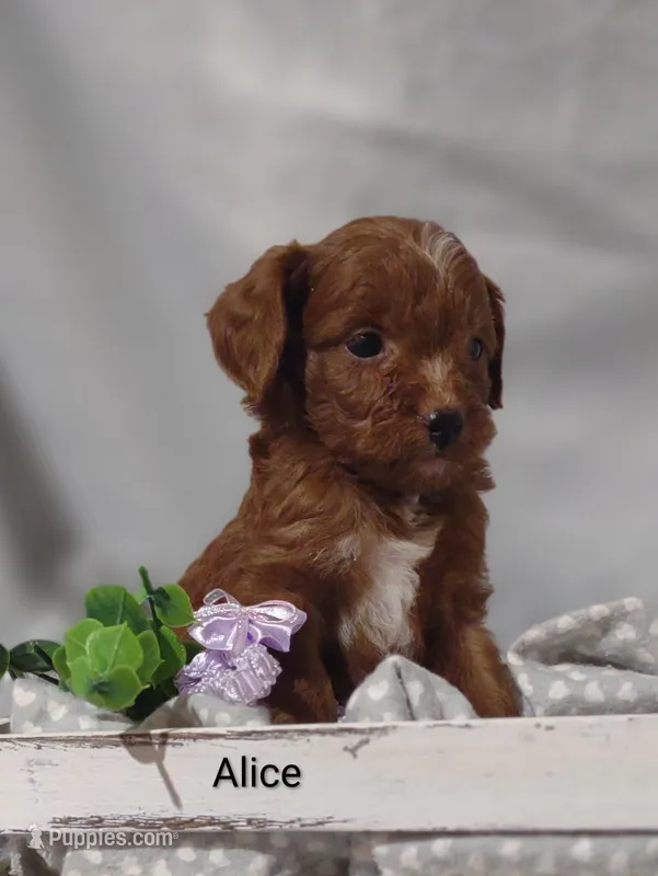 Alice  – Cavapoo puppy for sale in Cadott, WI
