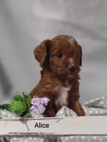Alice , a female Cavapoo for sale in Cadott, WI – Photo 2 of 10