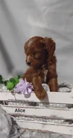 Alice , a female Cavapoo for sale in Cadott, WI – Photo 9 of 10