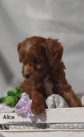 Alice , a female Cavapoo for sale in Cadott, WI – Photo 6 of 10
